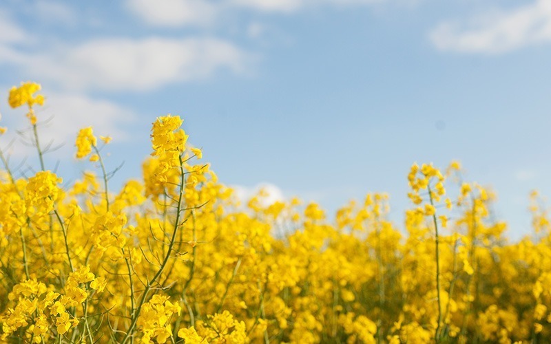 Agenda_Oilansseed - GrainCom Events