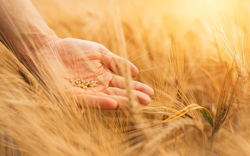 Agenda_farmtofork - GrainCom Events
